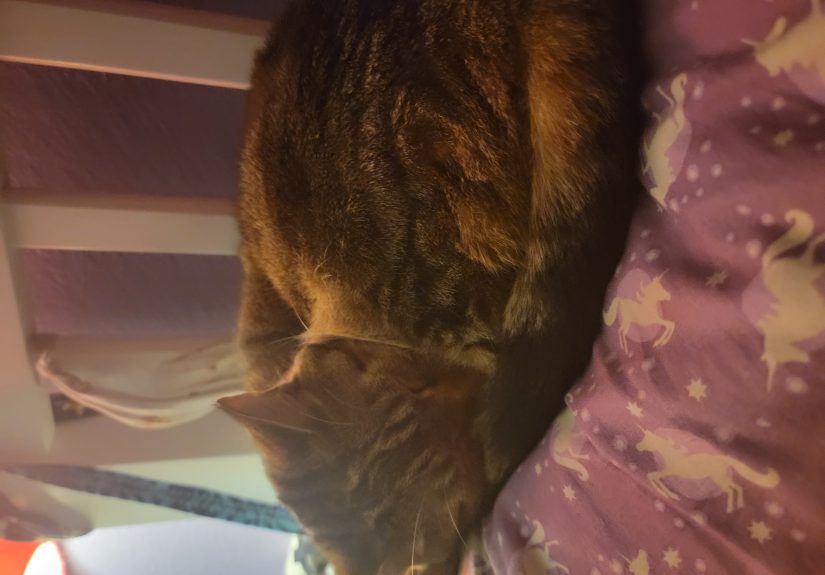 Get A Pic Of Your Sleeping Cat/Dof