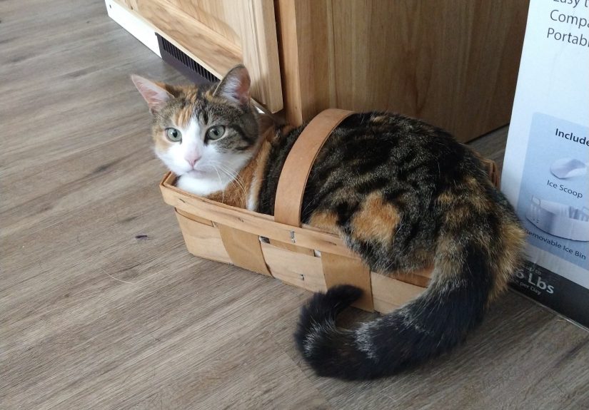 Hey Pandas  Try To Find The Funniest Photo Of Your Pet(s) And Post It