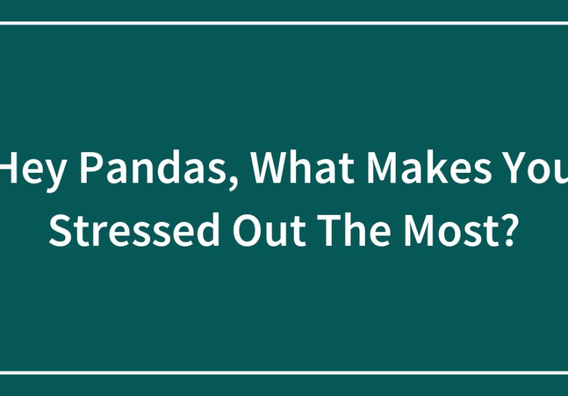 Hey Pandas, What Makes You Stressed Out The Most?