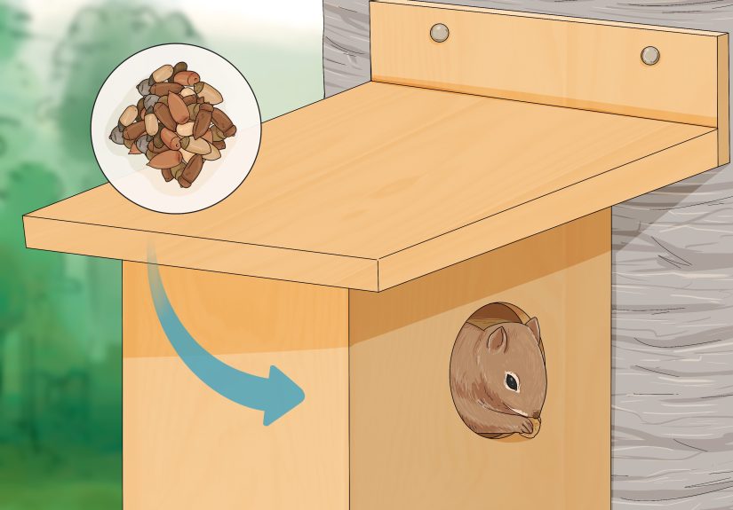 How to Build a Squirrel House: 14 Steps