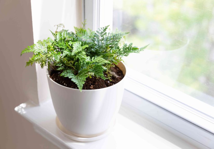 How to Grow & Care for Rabbit's Foot Fern
