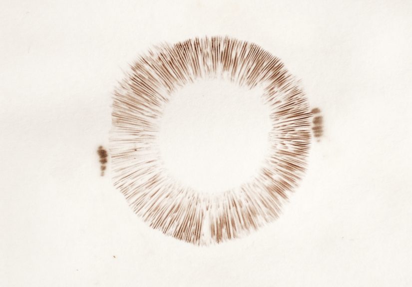 How to Make a Mushroom Spore Print: 5 Steps