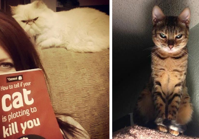 How To Tell If Your Cat’s Secretly Planning To Kill You