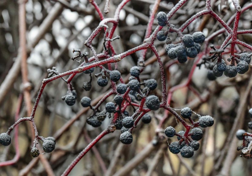 How to Winterize Blueberry Plants for a Better Spring Harvest