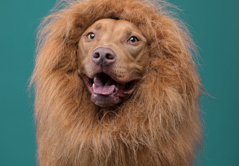 I Put A Lion Mane And An Angel Halo On These Dogs And The Results Are Hilarious!