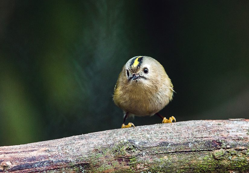I Try To Show How Each Bird Has Their Own Unique Character In These 31 Photos