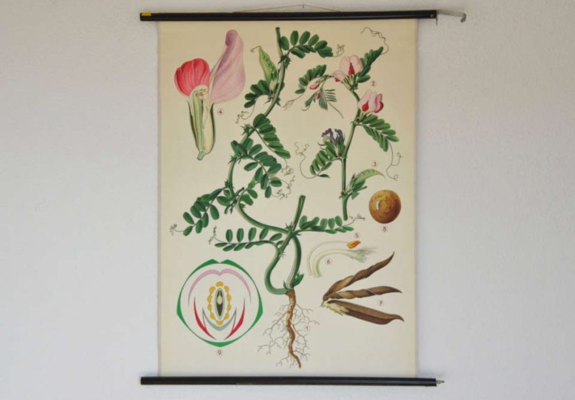 Pull-Down Botanical Chart