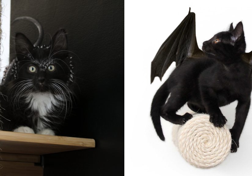Spooky Halloween Cats (12 Pics)