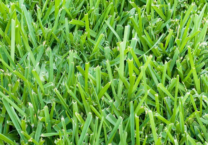 St. Augustine Grass - Guide To Caring For And Growing St. Augustinegrass