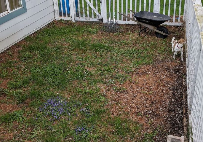 Summer Backyard Refresh!