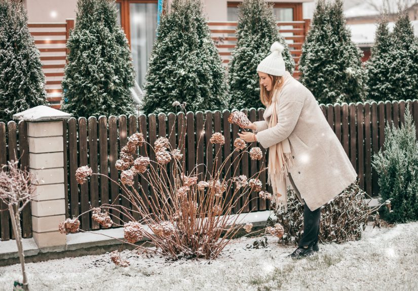 The December Garden: What to Do Now, Region by Region