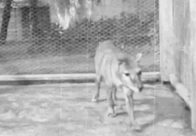 The Last Known Footage of a Living Thylacine