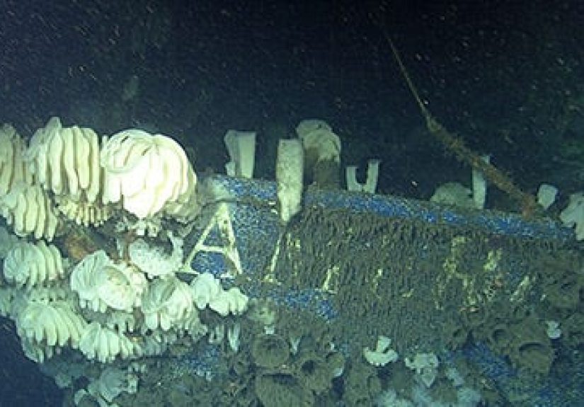 This Old Shipwreck Transformed Into a Gorgeous Reef
