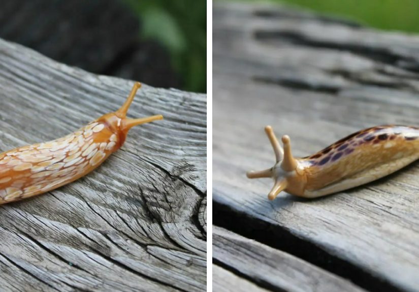 Tiny Glass Slugs I Crafted (8 Pics)