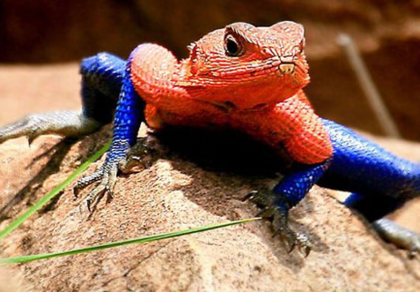 Top 20 Real Pictures Made Famous by the Internet