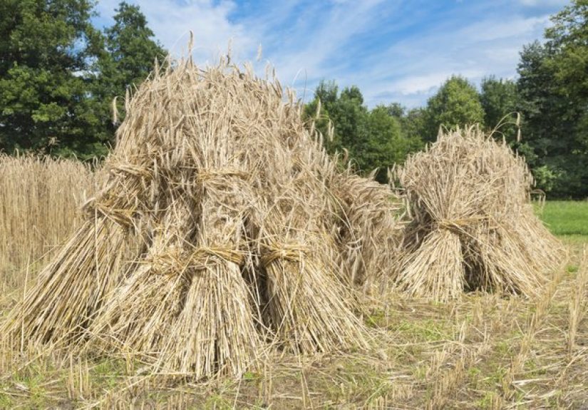 What Are Sheaves of Grain?