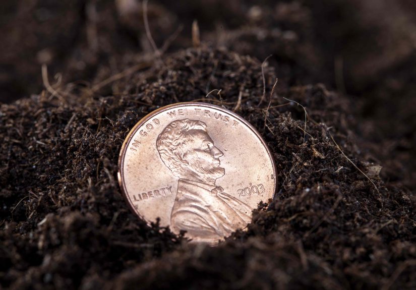 Will Pennies Keep Grubs Away From Your Garden? Gardeners Explain